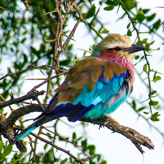 Lilac-breasted Roller (4)